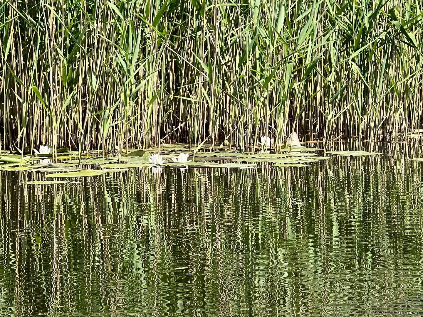  Szuwary wzdłuż kanału uchodzącego do jeziora Portowego w Szczecinie.